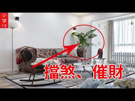 辦公室擋煞植物|【辦公室 擋煞】辦公室風水佈局全攻略！植物擺放與煞氣破解法